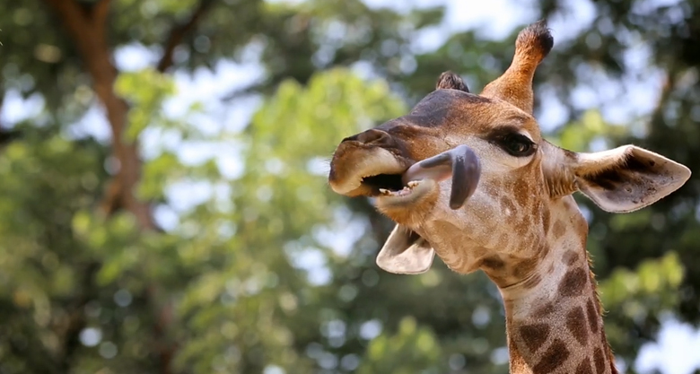 giraffe with tongue out