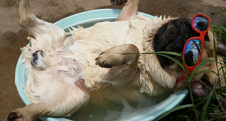 pug with sunglasses in a tub of water