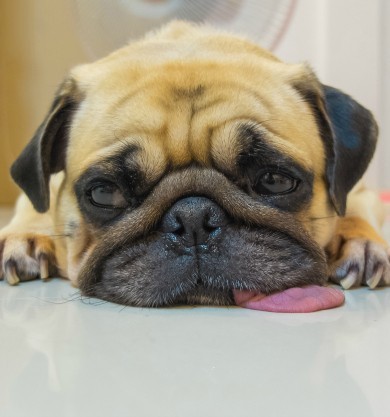 Pug with tongue out of mouth
