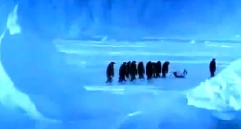 Penguin Slips and Falls On Ice Causing Funny Reaction