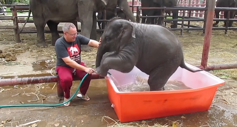 baby elephant struggling in the bath
