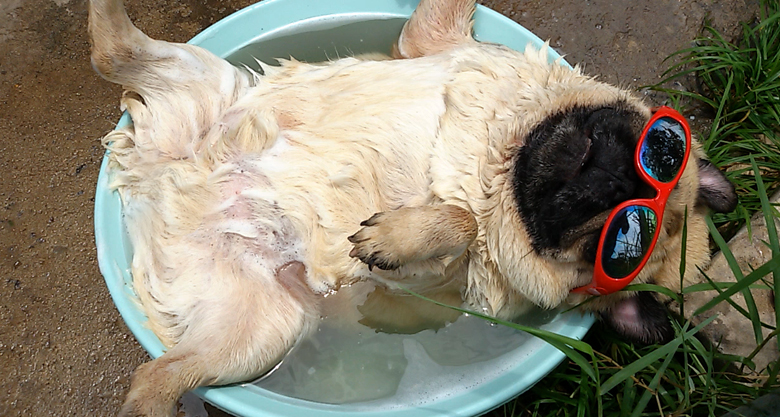 pug wearing sunglasses in tub of water